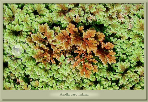azolla caroliniana