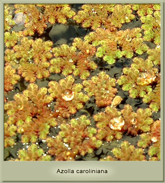 azolla caroliniana