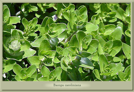 bacopa caroliniana