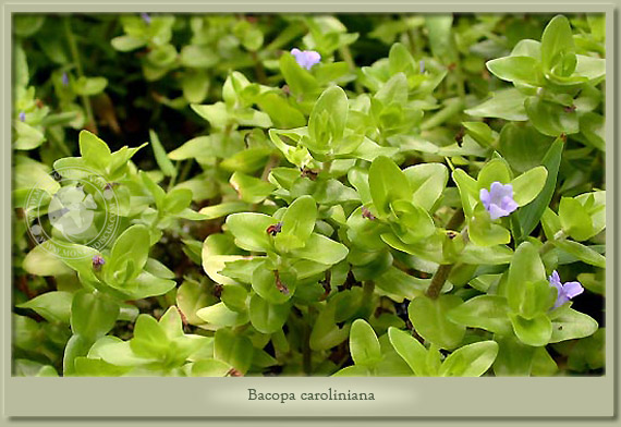 bacopa caroliniana