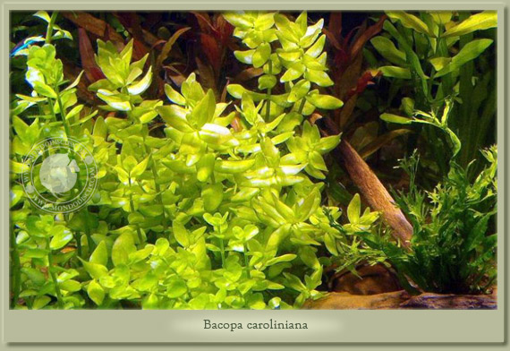 bacopa caroliniana