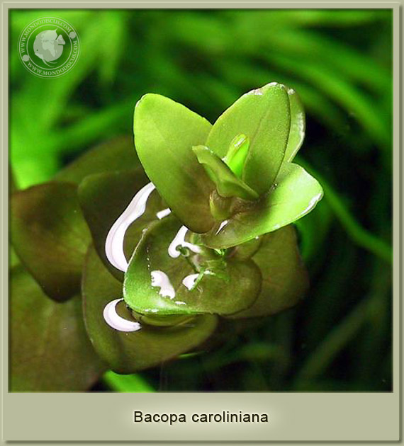 bacopa caroliniana