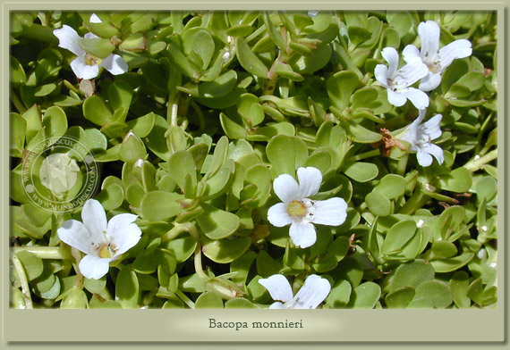 bacopa monnieri
