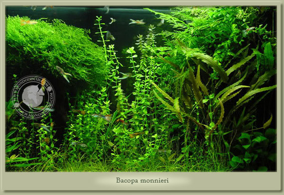 bacopa monnieri