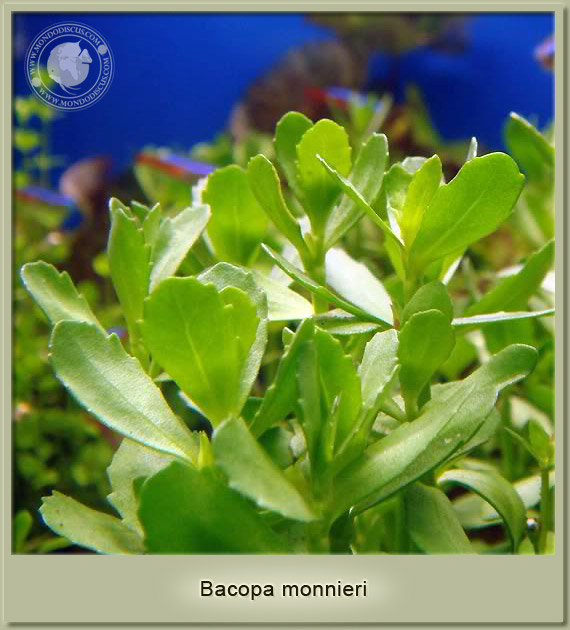 bacopa monnieri