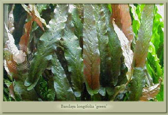 barclaya longifolia green 