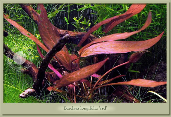 barclaya longifolia red