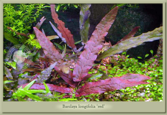 barclaya longifolia red