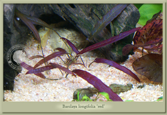 barclaya longifolia red