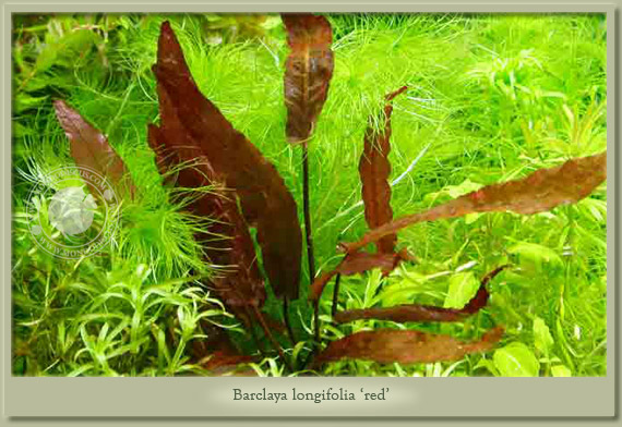barclaya longifolia red