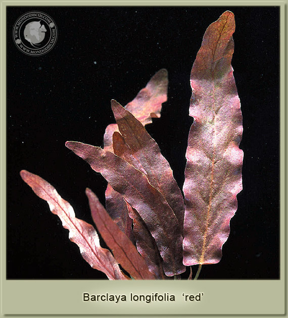 barclaya longifolia red