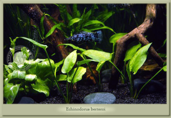echinodorus berteroi
