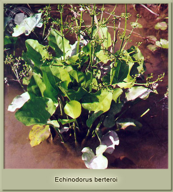 echinodorus berteroi