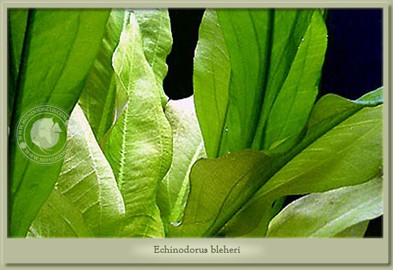 echinodorus bleheri