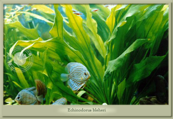 echinodorus bleheri