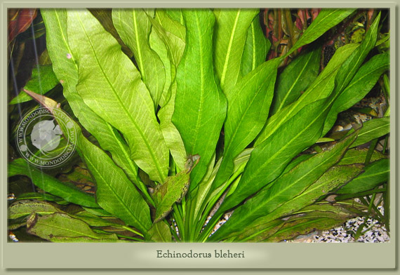 echinodorus bleheri