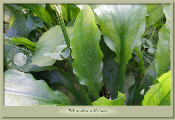 echinodorus bleheri