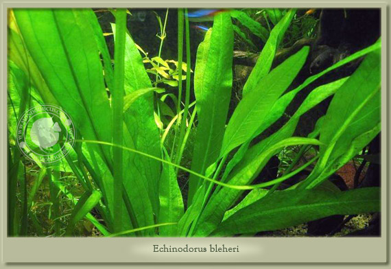 echinodorus bleheri