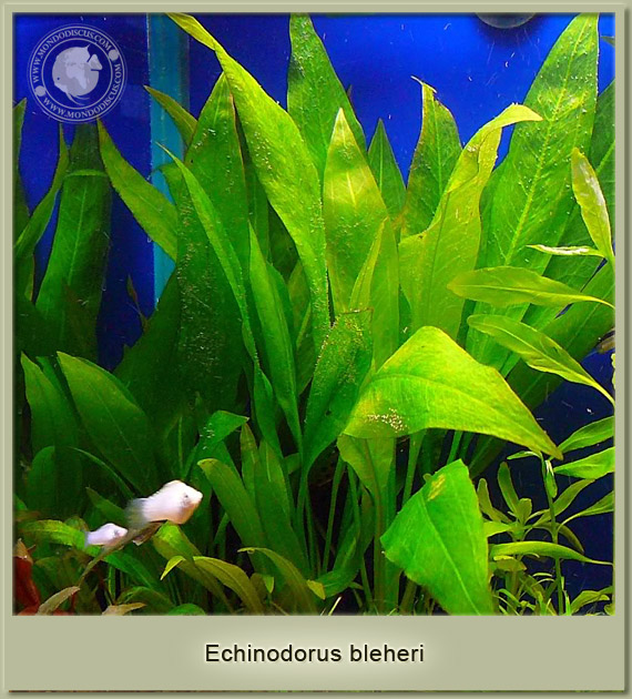 echinodorus bleheri