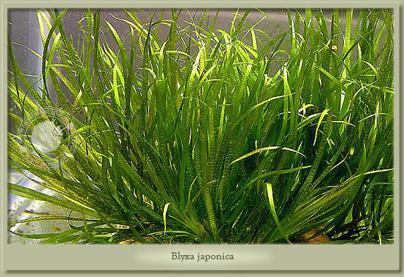 blyxa japonica