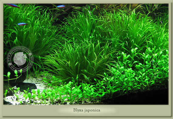 blyxa japonica