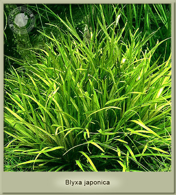 blyxa japonica