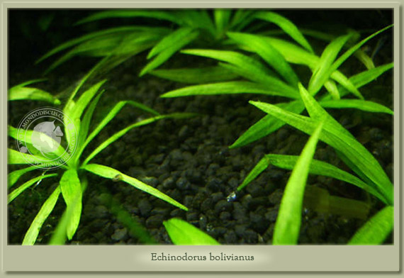 echinodorus bolivianus