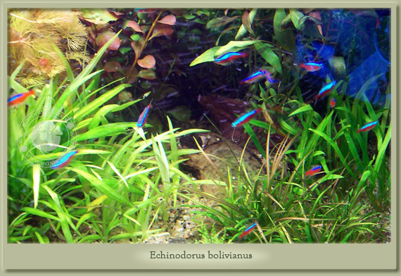 echinodorus bolivianus