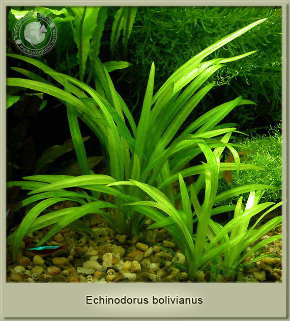 echinodorus bolivianus