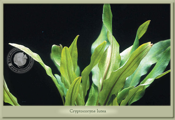 cryptocoryne walkeri