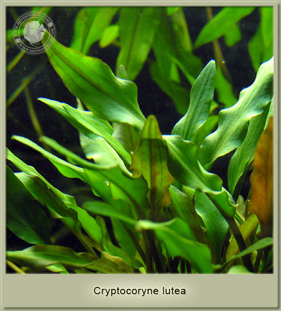 cryptocoryne lutea walkeri