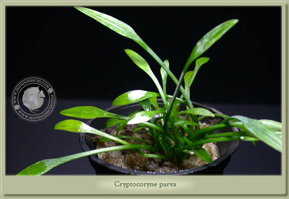 cryptocoryne parva