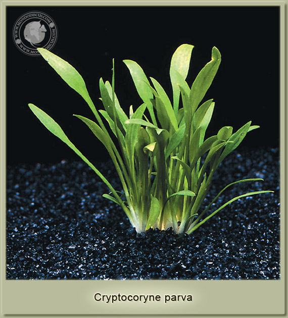 cryptocoryne parva