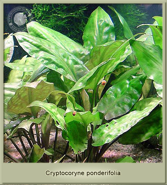 cryptocoryne ponderifolia