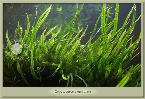 cryptocoryne undulata