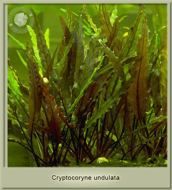 cryptocoryne undulata