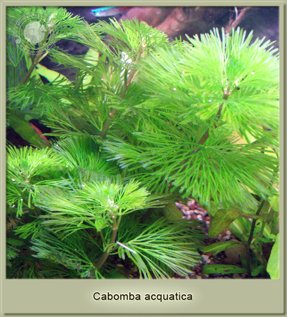 cabomba acquatica