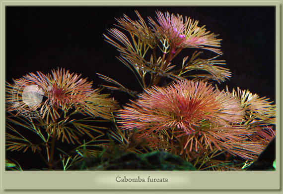 cabomba furcata
