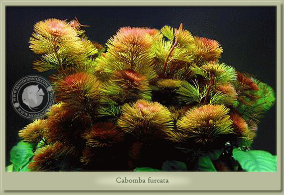 cabomba furcata