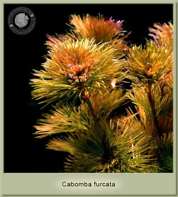 cabomba furcata