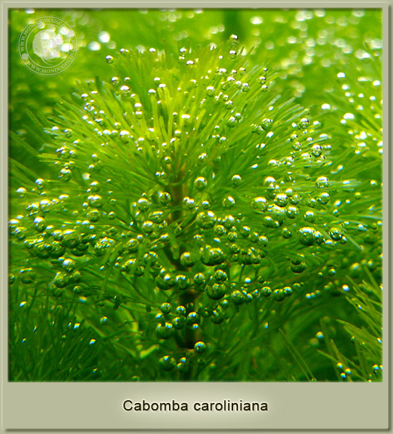 cabomba caroliniana