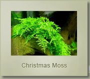 christmas moss