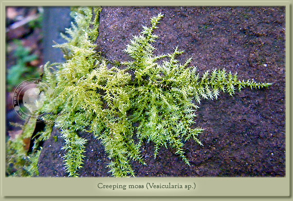 creeping moss