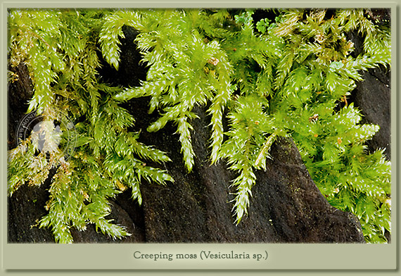 creeping moss