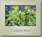 creeping moss