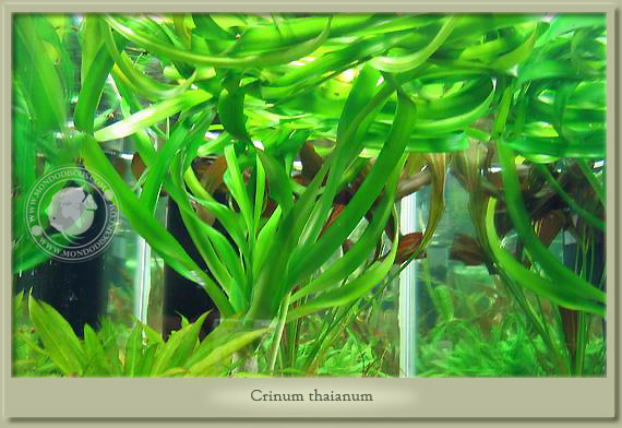 crinum thaianum
