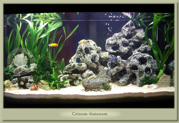 crinum thaianum