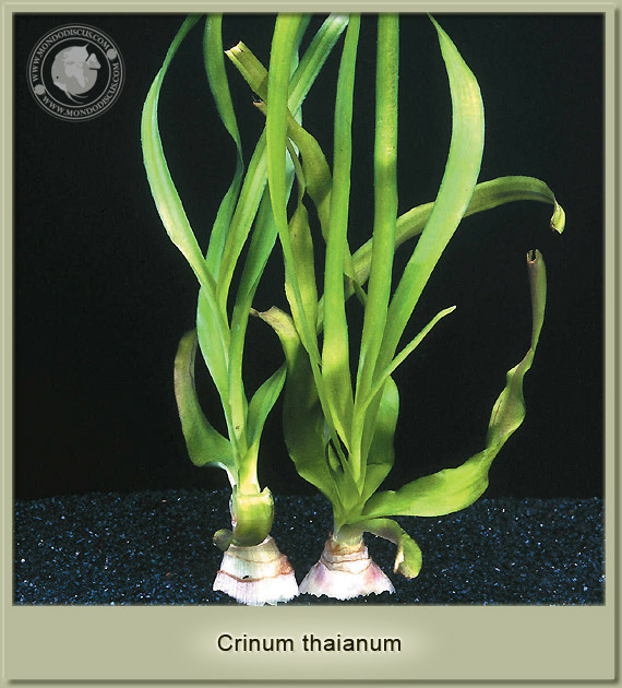 crinum thaianum