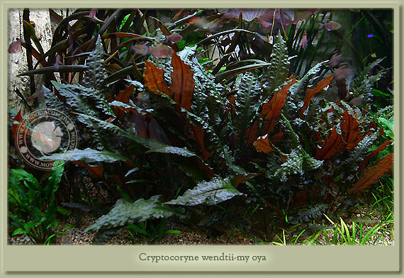criptocoryne wendtii myoya