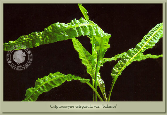 criptocoryne balance